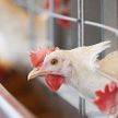 Беларусь из-за птичьего гриппа приостановит ввоз птицы из регионов Польши и Дании