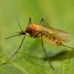Как избавиться от комаров? Народная хитрость, которая поможет вам избежать укусов надоедливых насекомых!