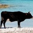 Агрессивные коровы оккупировали пляжи и начали нападать на людей