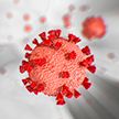 Найден способ наполовину сократить смертность от коронавируса