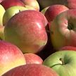 Яблоко от яблони:  что будут делать с богатейшим урожаем?