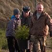 Скорая помощь для ёлок. Семья из Гродно восстанавливает новогодние деревья