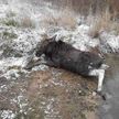 Лосенок провалился под лед в Витебском районе. Спасатели пришли к нему на помощь