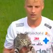 В Швеции футбольный мяч прервали из-за кота