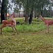 В национальном парке «Припятский» спасли двух оленят, мамы которых погибли