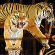Трагедия в цирке: тигры загрызли известного итальянского дрессировщика