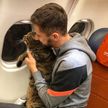Слишком толстого кота не пропустили на борт самолёта в Шереметьево