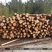 Из Беларуси пытались вывезти 900 тонн леса. В ГТК рассказали, чем все закончилось
