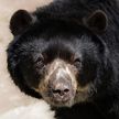 В США медведь ворвался в дом пенсионерки и съел ее
