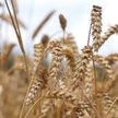 В Беларуси собрано более четырех миллионов тонн зерна