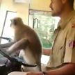 Водитель автобуса дал порулить обезьянке и поплатился