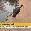 Сотрудники Гродненского зоопарка приручили черного аиста