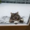 10 фото, доказывающих, что кошки не созданы для зимы. Это очень смешно, взгляните на №6!