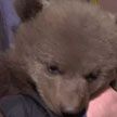 Витебский зоопарк приютил брошенных медвежат
