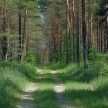 «Чистый лес»: ежегодная экологическая акция стартует в Беларуси