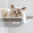 Кошка Карла Лагерфельда сделала коллаборацию с брендом мебели