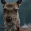 Daily Mail: Американским оленям угрожает зомби-вирус