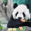 Лунные пряники для больших панд: в парке дикой природы в Хайкоу отмечают Праздник середины осени