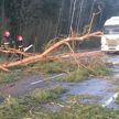 МЧС: 14 января от сильного ветра в Беларуси пострадали 836 населенных пунктов