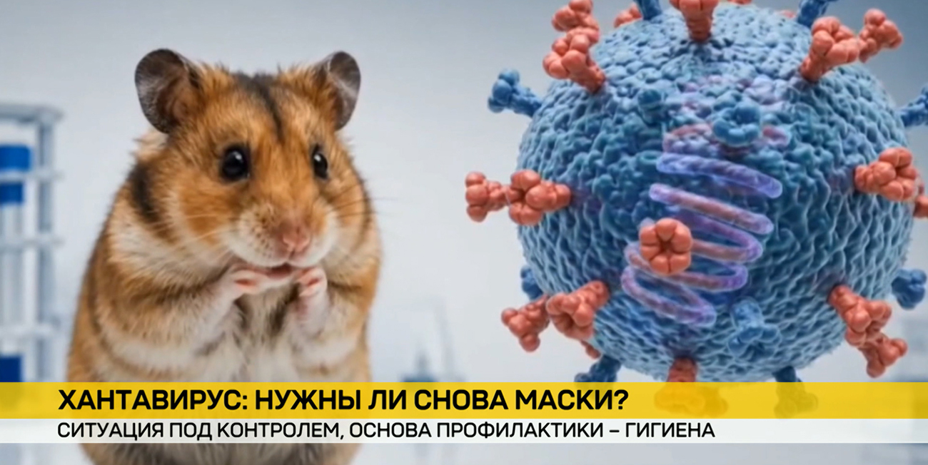 Хантавирус: чем опасен и какая ситуация в Беларуси и России – в репортаже ОНТ