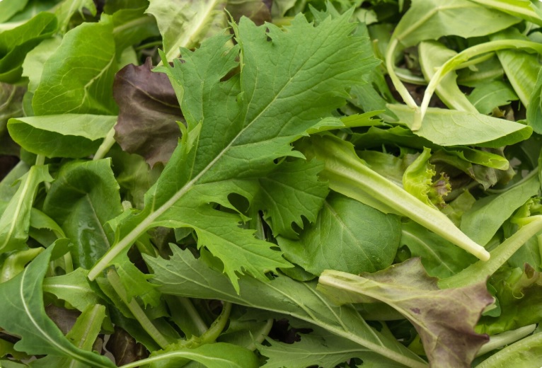 Какие овощи можно первыми посеять весной