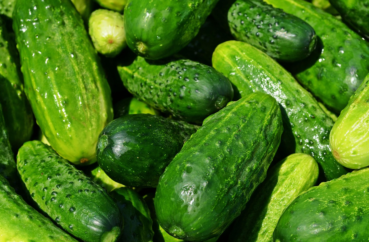 огурцы для заготовок на зиму