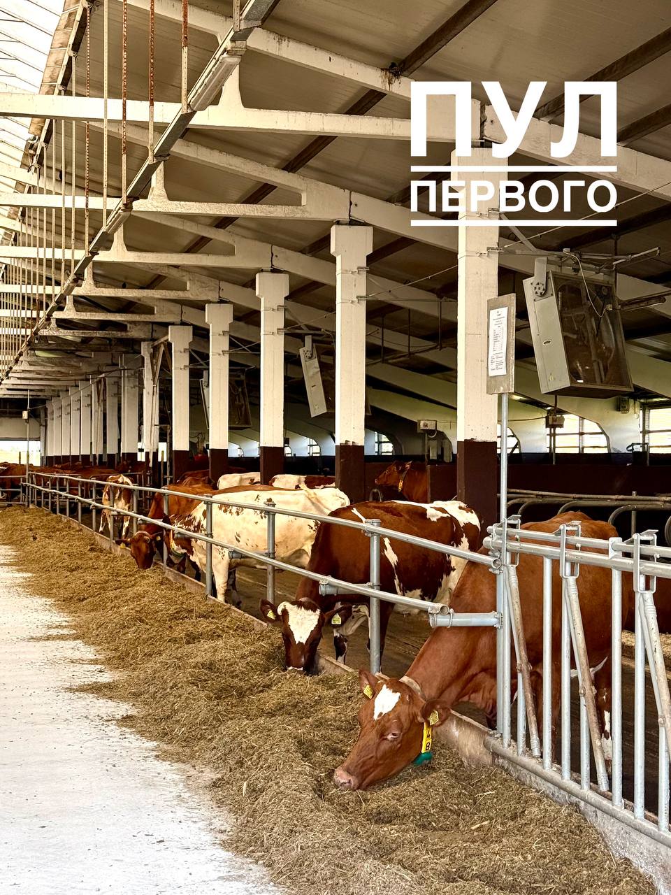красная порода коров в Беларуси