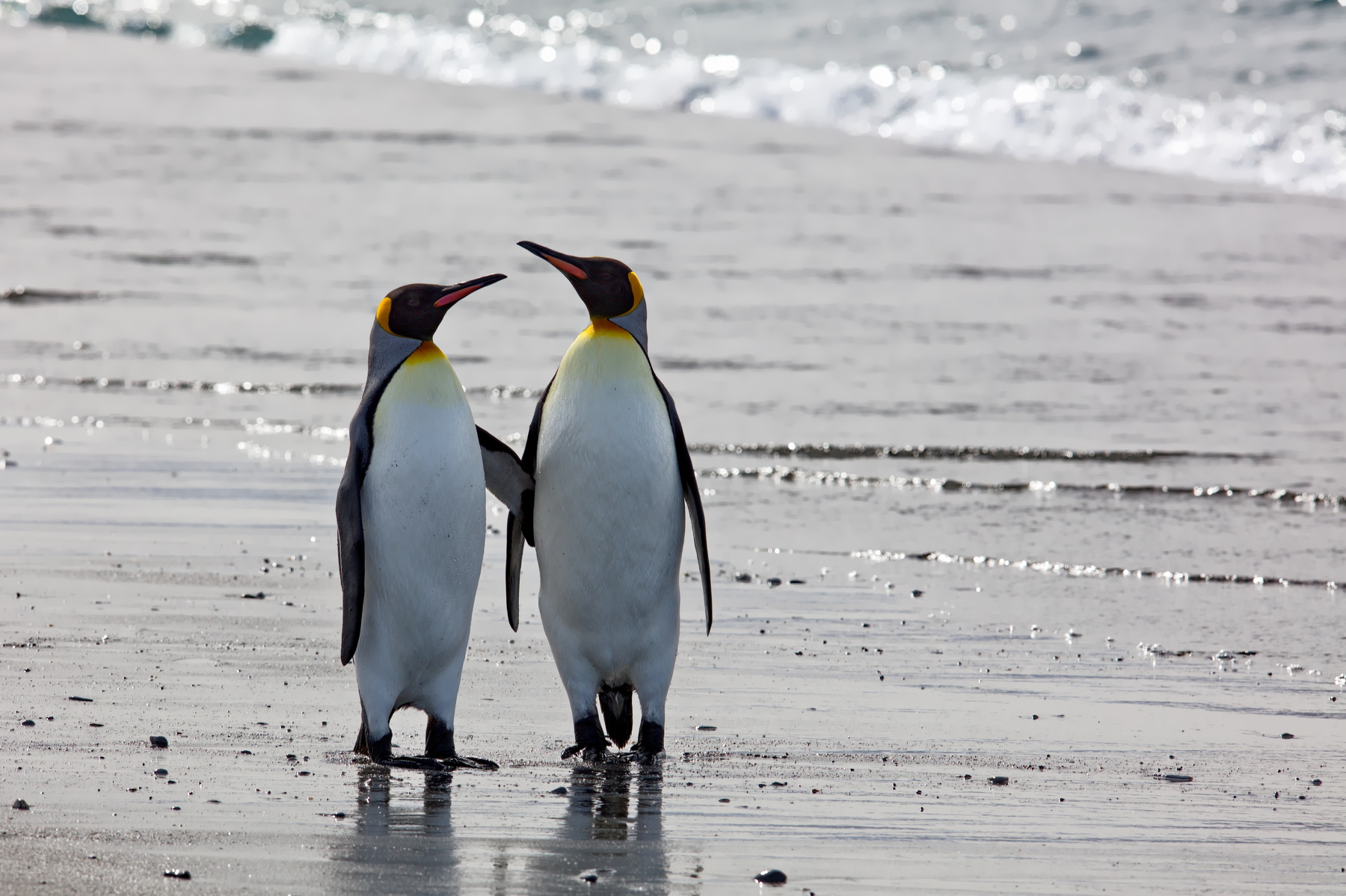 Пингвины пары