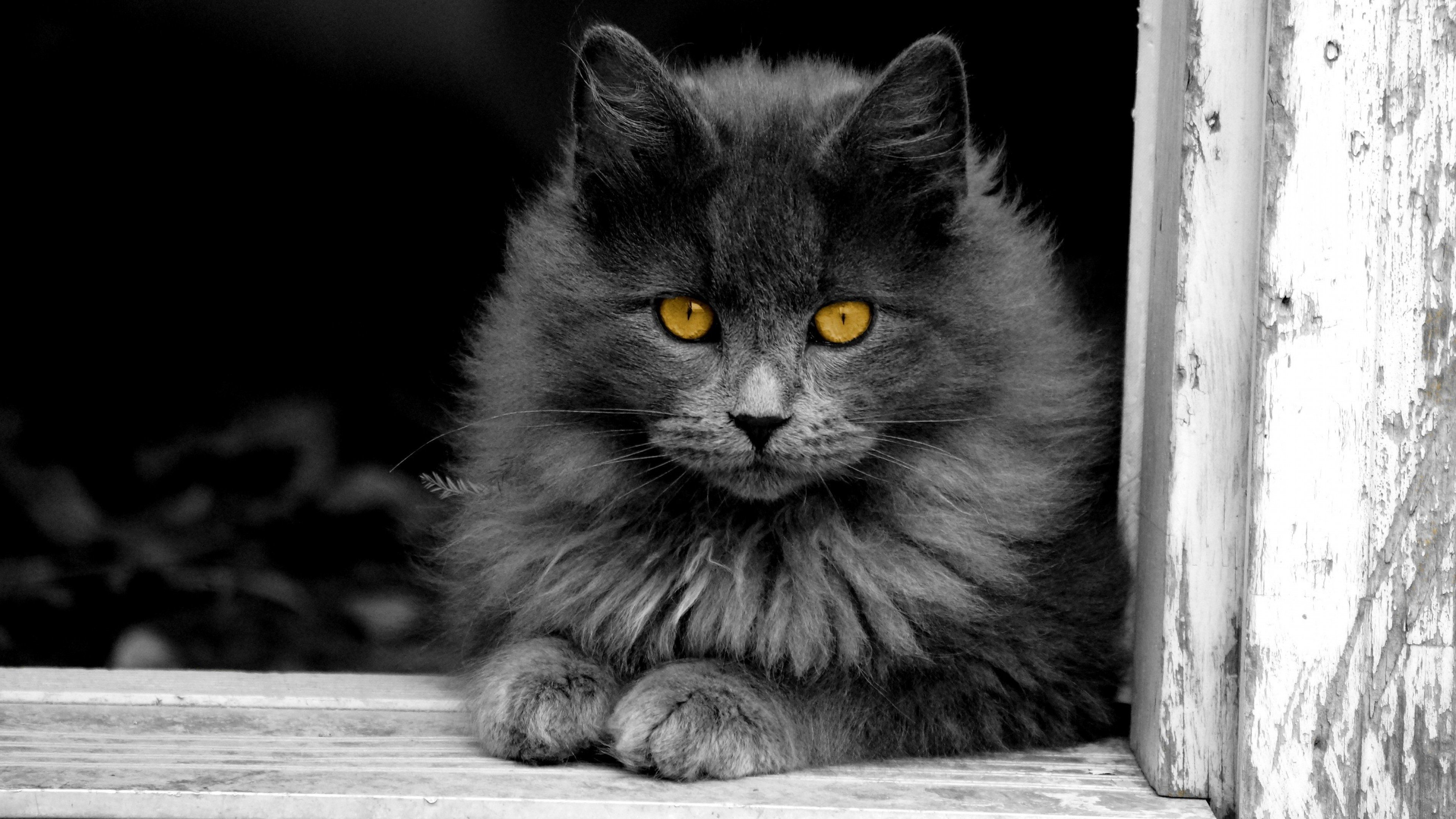 Серо бело черный кот