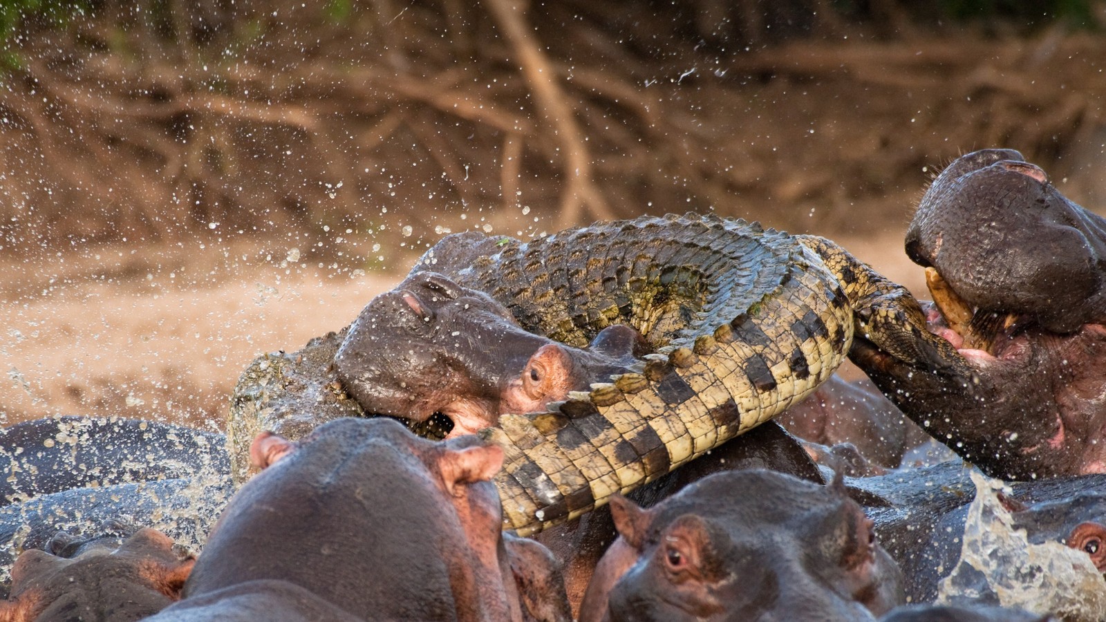 Схватка крокодилов. Нильский крокодил и Бегемот. Гребнистый крокодил против бегемота. Нильский крокодил против.
