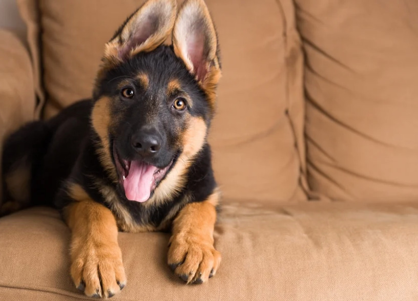 Какая порода собак подходит вам по знаку зодиака? | Новости Гомеля