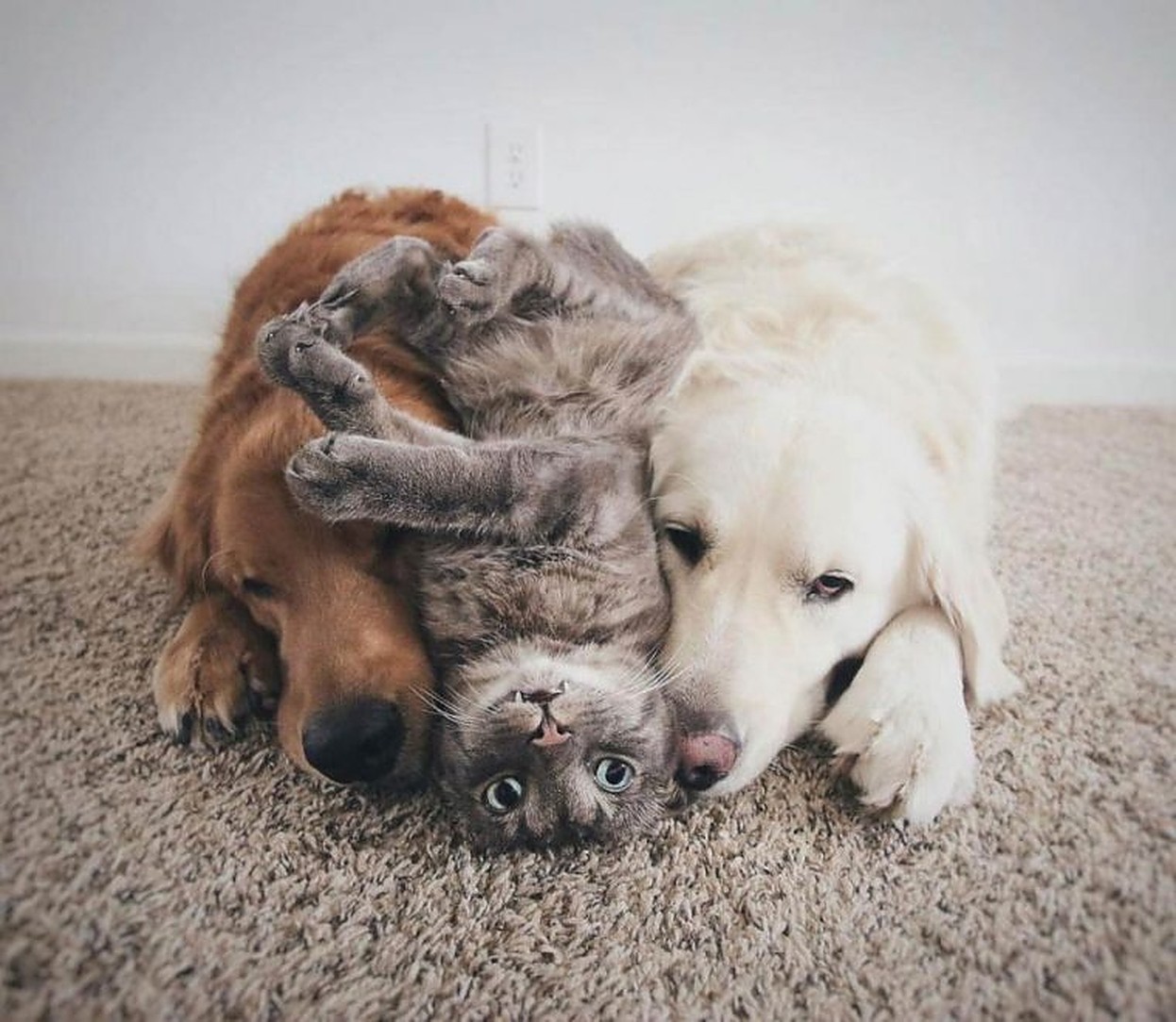 Best pet friends. Собака и кошка вместе. Трогательные животные. Дружба кошки и собаки. Милые домашние животные.