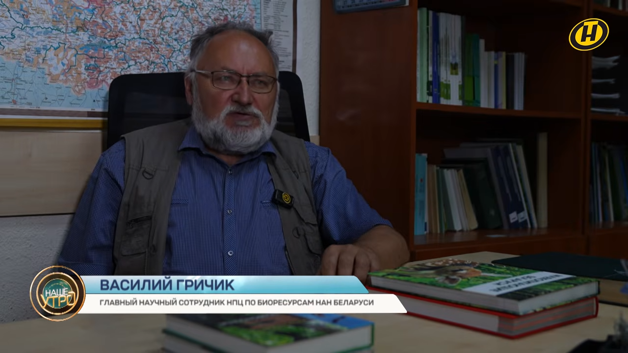 Еноты вернулись. Их замечают в Гродненской и Брестской областях. А этим летом зверьки добрались и до Минской