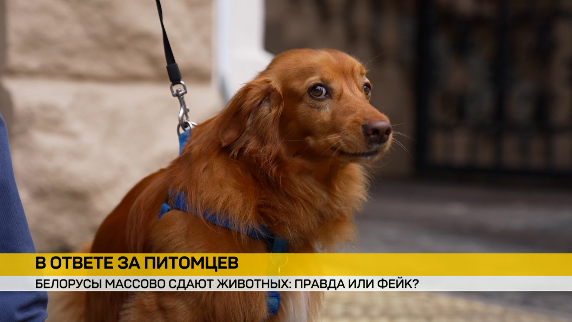 Благодаря данным о регистрации регулируется количество проживающих четвероногих и условия их жизни